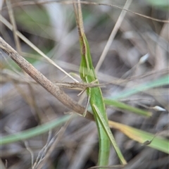 Acrida conica (Giant green slantface) at Denman Prospect, ACT - 9 Dec 2024 by Miranda