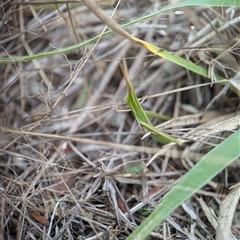 Acrida conica at Denman Prospect, ACT - 9 Dec 2024 05:58 PM