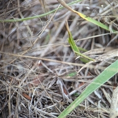 Acrida conica at Denman Prospect, ACT - 9 Dec 2024 05:58 PM