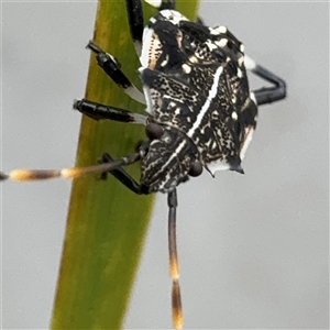 Oncocoris sp. (genus) at Russell, ACT by Hejor1