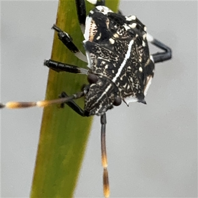 Oncocoris sp. (genus) (A stink bug) at Russell, ACT - 9 Dec 2024 by Hejor1