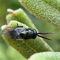 Chalcidoidea (superfamily) (A gall wasp or Chalcid wasp) at Russell, ACT - 9 Dec 2024 by Hejor1