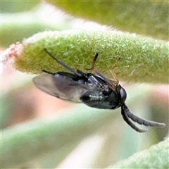 Chalcidoidea (superfamily) at Russell, ACT - 9 Dec 2024 11:24 AM