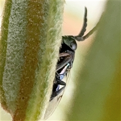 Chalcidoidea (superfamily) at Russell, ACT - 9 Dec 2024 11:24 AM