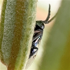 Chalcidoidea (superfamily) at Russell, ACT - 9 Dec 2024 11:24 AM