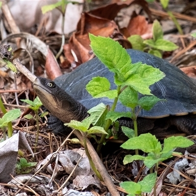 Chelodina longicollis at Penrose, NSW - 9 Dec 2024 by Aussiegall