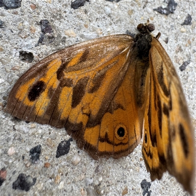 Heteronympha merope (Common Brown Butterfly) at Russell, ACT - 9 Dec 2024 by Hejor1