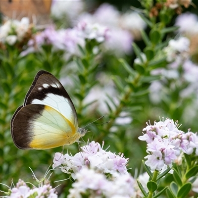 Belenois java at Penrose, NSW - 9 Dec 2024 by Aussiegall