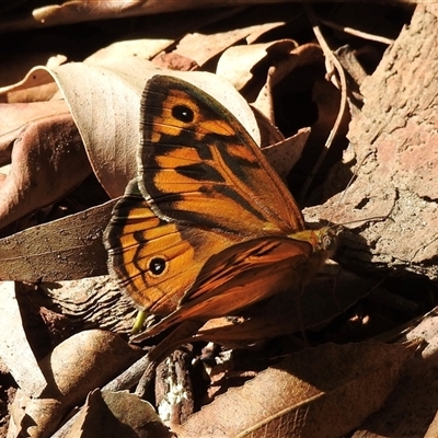 Heteronympha merope at Emerald, VIC - 8 Dec 2024 by GlossyGal