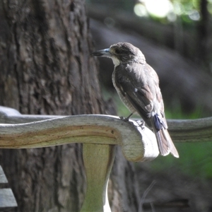 Cracticus torquatus at Emerald, VIC by GlossyGal