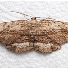 Unidentified Geometer moth (Geometridae) at Rosedale, NSW - 8 Dec 2024 by jb2602