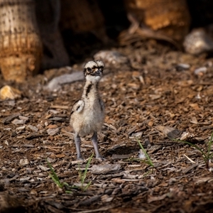 Burhinus grallarius at Yeppoon, QLD by trevsci