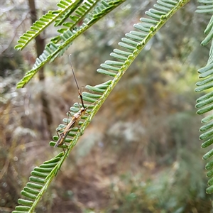 Rayieria acaciae at Watson, ACT - 9 Dec 2024 04:46 PM