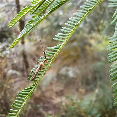 Rayieria acaciae (Acacia-spotting bug) at Watson, ACT - 9 Dec 2024 by abread111