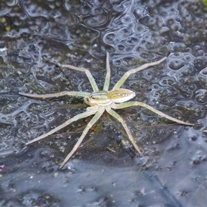 Dolomedes facetus at Chisholm, ACT - 9 Dec 2024 03:31 PM