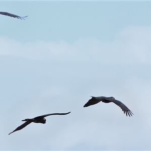 Zanda funerea (Yellow-tailed Black-Cockatoo) at Tahmoor, NSW by Freebird