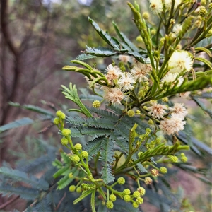 Acacia parramattensis at Watson, ACT - 9 Dec 2024 10:48 AM