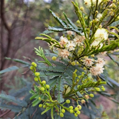 Acacia parramattensis (Parramatta Green Wattle) at Watson, ACT - 8 Dec 2024 by abread111