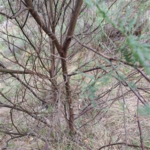 Acacia parramattensis at Watson, ACT - 9 Dec 2024 10:48 AM