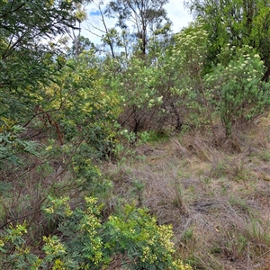 Acacia parramattensis at Watson, ACT - 9 Dec 2024