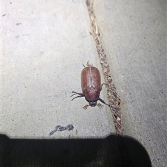 Unidentified Insect at Bywong, NSW - 9 Dec 2024 by Alihumphreys