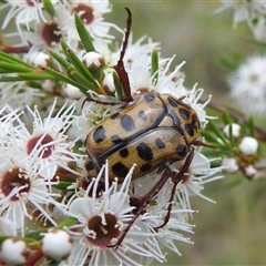 Neorrhina punctatum (Spotted flower chafer) at Kambah, ACT - 9 Dec 2024 by HelenCross