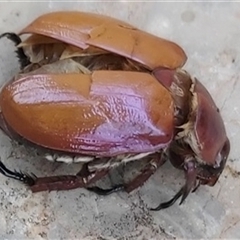 Unidentified Insect at Ngunnawal, ACT - 9 Dec 2024 by lashurst