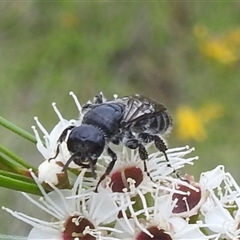 Unverified Wasp (Hymenoptera, Apocrita) at Kambah, ACT - 9 Dec 2024 by HelenCross