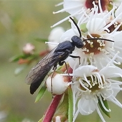 Tiphiidae (family) (Unidentified Smooth flower wasp) at Kambah, ACT - 9 Dec 2024 by HelenCross