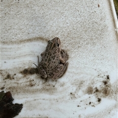 Limnodynastes tasmaniensis (Spotted Grass Frog) at Hughes, ACT - 9 Dec 2024 by Li