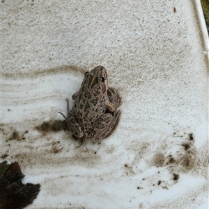 Limnodynastes tasmaniensis at Hughes, ACT - suppressed