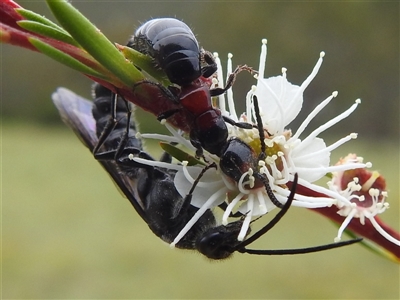 Rhagigaster ephippiger (Smooth flower wasp) at Kambah, ACT - 9 Dec 2024 by HelenCross