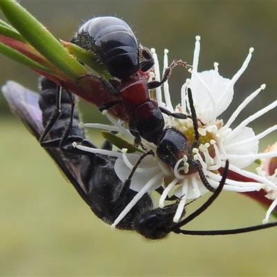 Rhagigaster ephippiger (Smooth flower wasp) at Kambah, ACT - 9 Dec 2024 by HelenCross