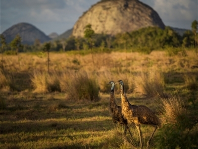 Dromaius novaehollandiae (Emu) at Ironpot, QLD - 5 Dec 2024 by trevsci