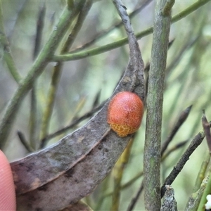 Paropsis variolosa at suppressed - 9 Dec 2024