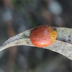 Paropsis variolosa at suppressed - 9 Dec 2024