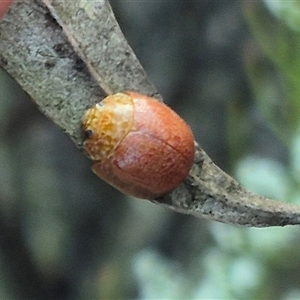 Paropsis variolosa at suppressed - 9 Dec 2024