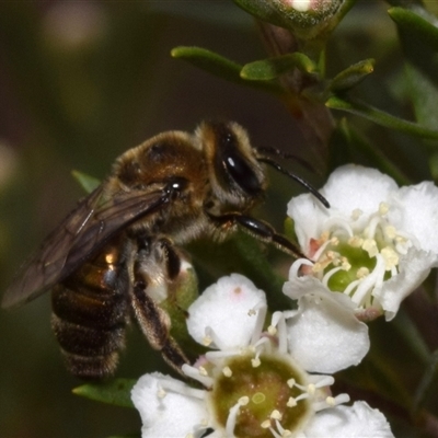 Unidentified Bee (Hymenoptera, Apiformes) at Karabar, NSW - 8 Dec 2024 by DianneClarke