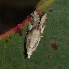 Euphona euphona (A Tortricid moth) at Freshwater Creek, VIC - 4 Nov 2024 by WendyEM