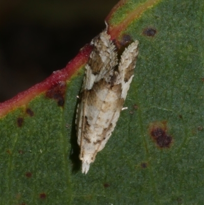 Euphona euphona (A Tortricid moth (Epitymbiini) at Freshwater Creek, VIC - 4 Nov 2024 by WendyEM
