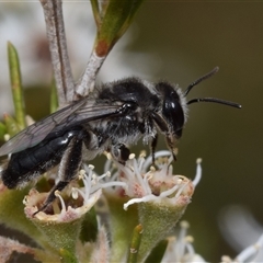 Lasioglossum sp. at Karabar, NSW - 8 Dec 2024 by DianneClarke