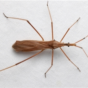 Unidentified Assassin bug (Reduviidae) at Rosedale, NSW by jb2602