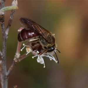 Lasioglossum (Parasphecodes) sp. (genus & subgenus) at Karabar, NSW - 9 Dec 2024