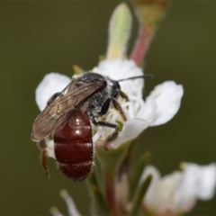 Lasioglossum (Parasphecodes) sp. (genus & subgenus) at Karabar, NSW - 9 Dec 2024