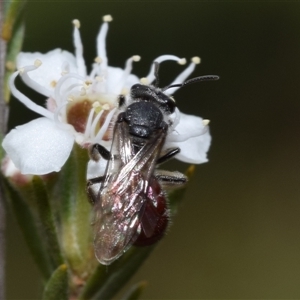 Lasioglossum (Parasphecodes) sp. (genus & subgenus) at Karabar, NSW - 9 Dec 2024