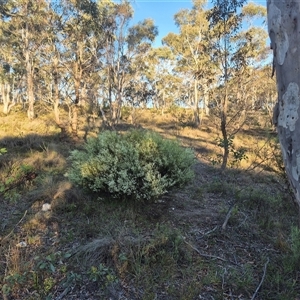 Choretrum candollei (White Sour Bush) at Bungendore, NSW by clarehoneydove