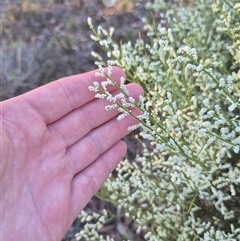 Choretrum candollei at Bungendore, NSW - suppressed