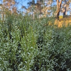 Choretrum candollei at Bungendore, NSW - suppressed