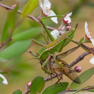 Terpandrus sp. (genus) at Uriarra Village, ACT by DPRees125