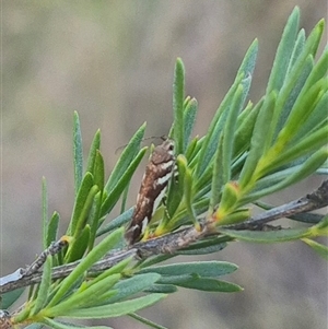 Macrobathra heminephela at Bungendore, NSW - suppressed